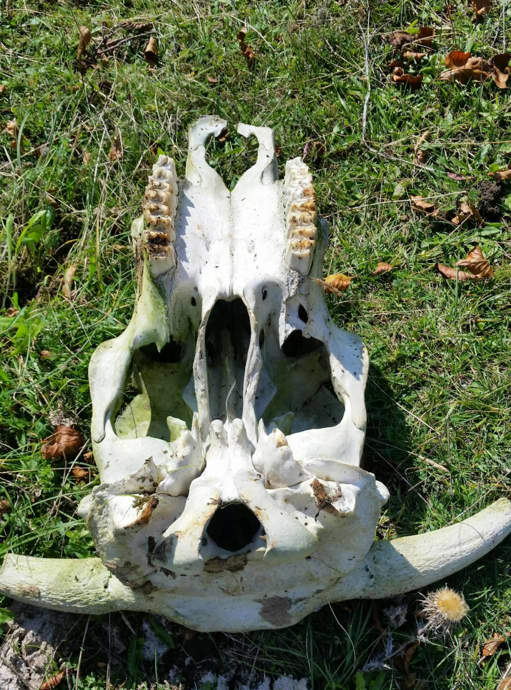 Cranio di bovino?